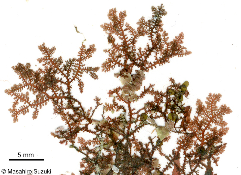 イソシノブ Euptilota sp. (E. cf. articulata)